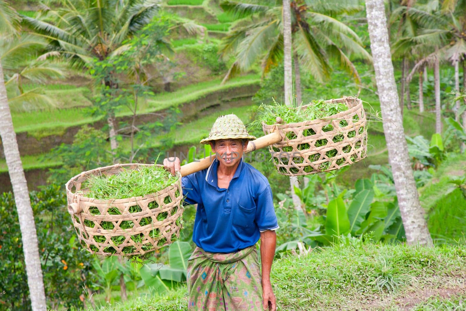 Rice farmer Wajan Kantun on his rice fields in Tegallalang, Bali , Indonesia