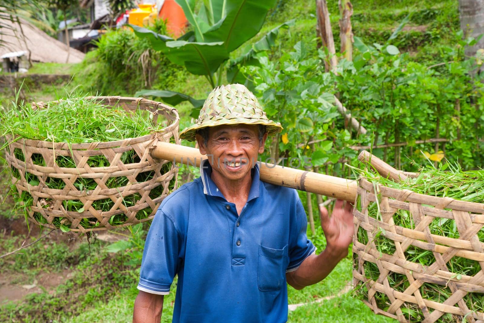 Rice farmer Wajan Kantun on his rice fields in Tegallalang, Bali , Indonesia