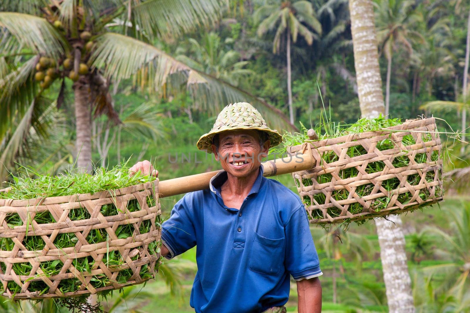Rice farmer Wajan Kantun on his rice fields in Tegallalang, Bali , Indonesia