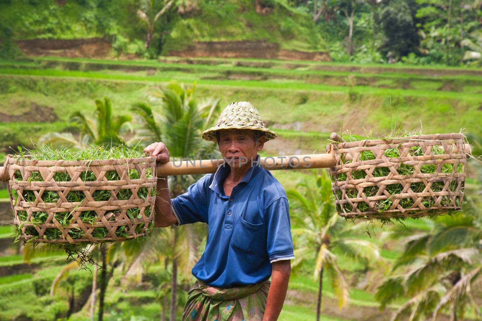 Rice farmer Wajan Kantun on his rice fields in Tegallalang, Bali , Indonesia