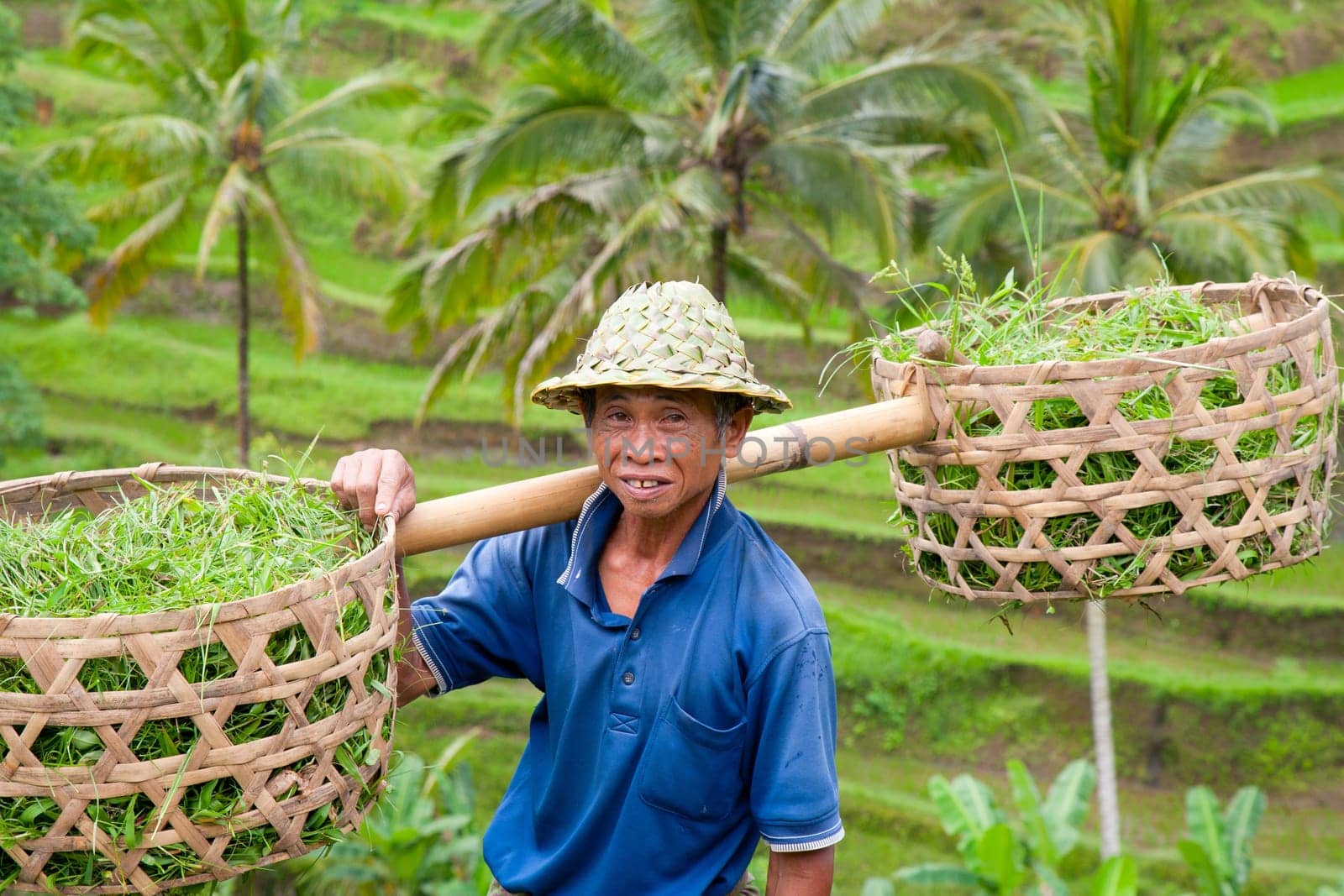 Rice farmer Wajan Kantun on his rice fields in Tegallalang, Bali , Indonesia