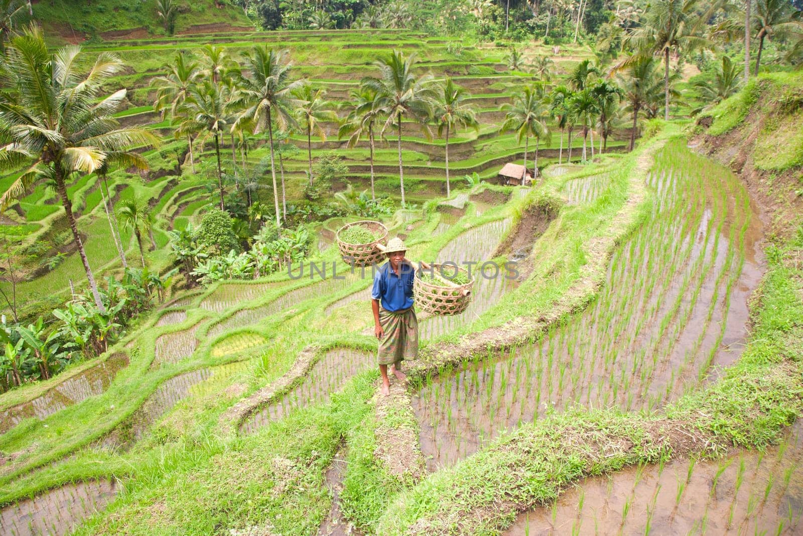 Rice farmer Wajan Kantun on his rice fields in Tegallalang, Bali , Indonesia