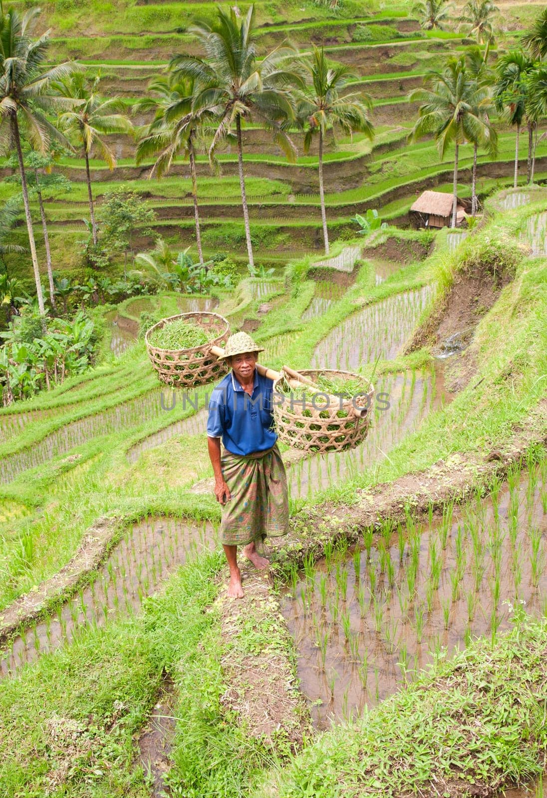 Rice farmer Wajan Kantun on his rice fields in Tegallalang, Bali , Indonesia