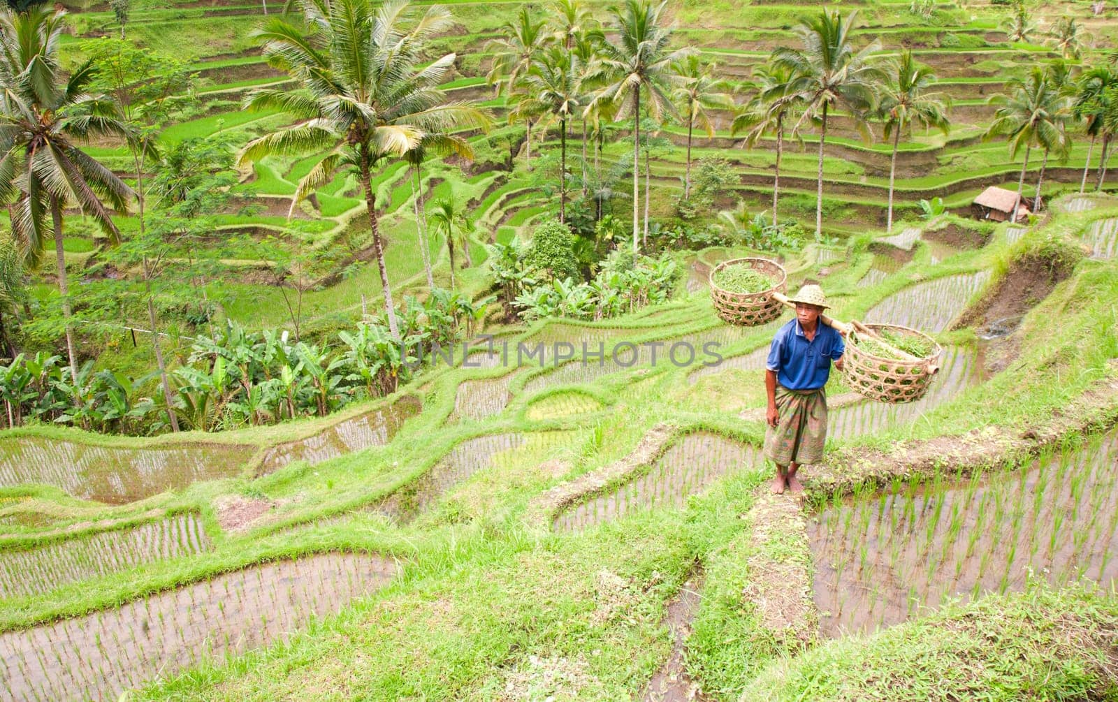 Rice farmer Wajan Kantun on his rice fields in Tegallalang, Bali , Indonesia