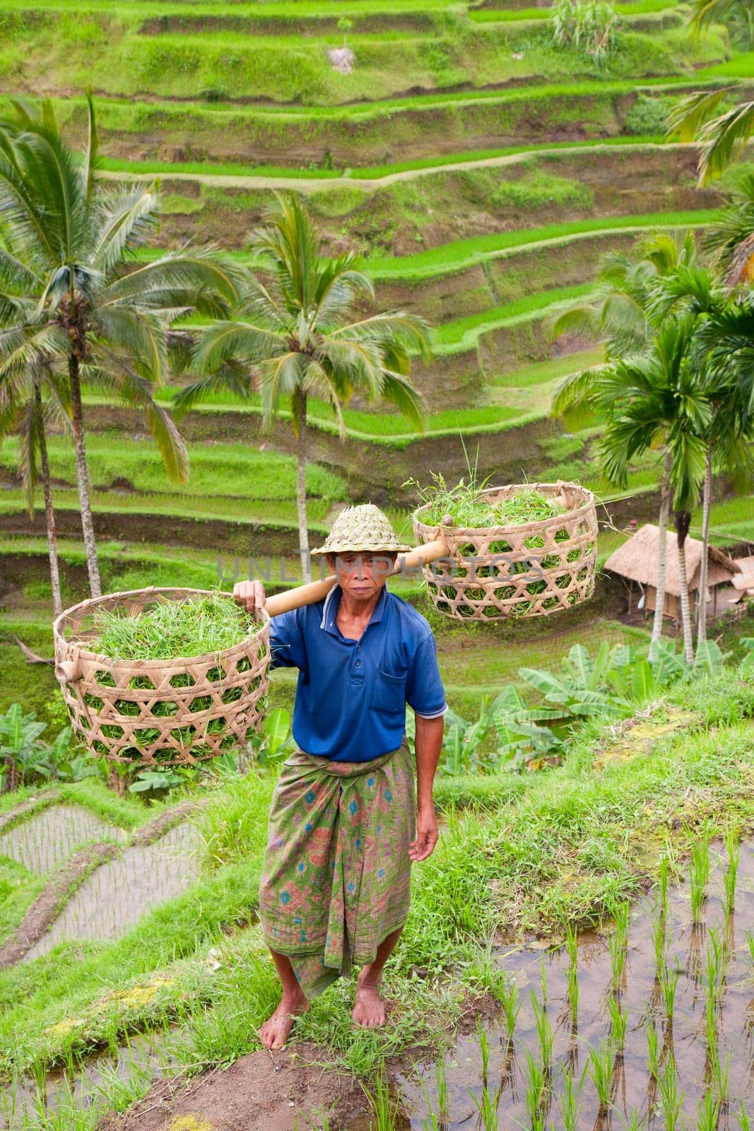 Rice farmer Wajan Kantun on his rice fields in Tegallalang, Bali , Indonesia