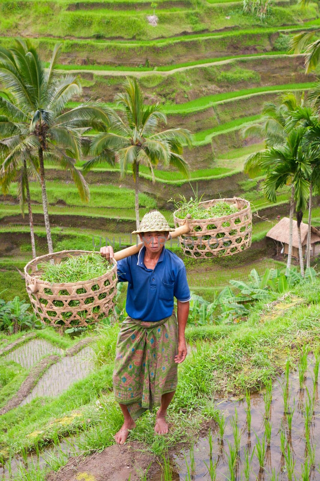Rice farmer Wajan Kantun on his rice fields in Tegallalang, Bali , Indonesia