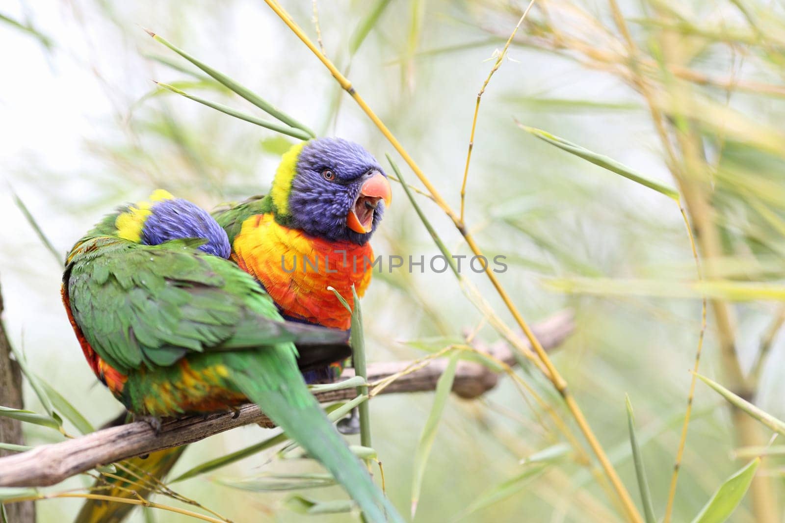 Details of rainbow lorikeet, trichoglossus haematodus, perching on a branch.