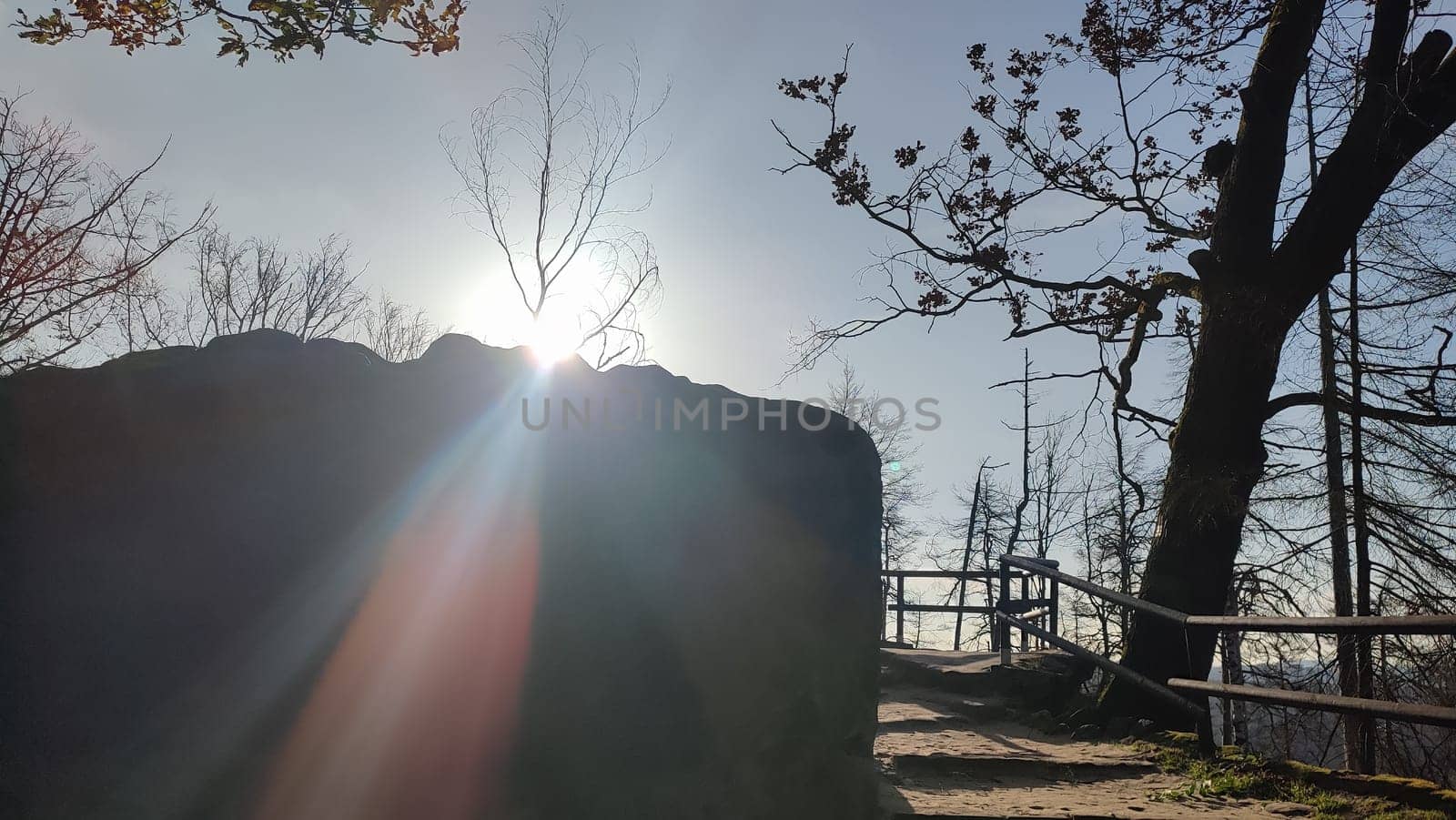 Sunlight trees path sun lights nature travel tourism summer day park landscape background trees . High quality photo