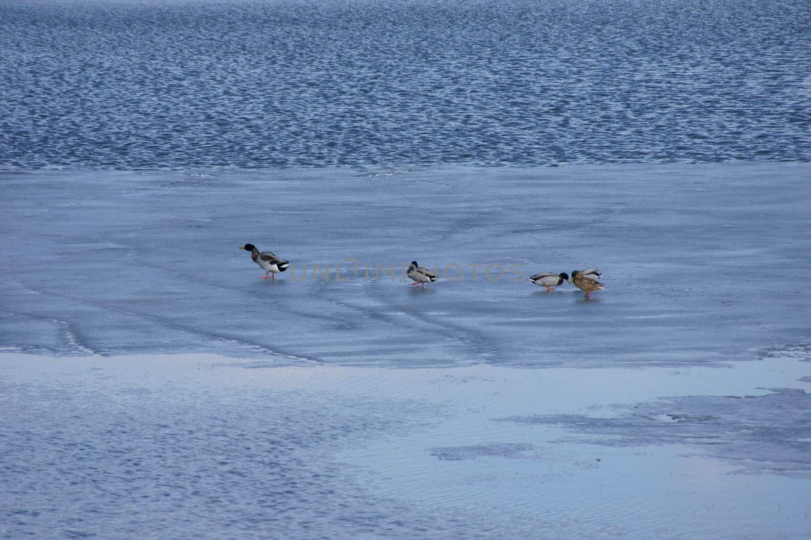 Enten auf einem halb zugefrorenen Teich.