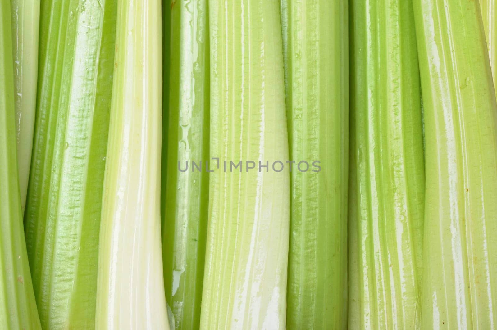 Celery as a background. Healthy food