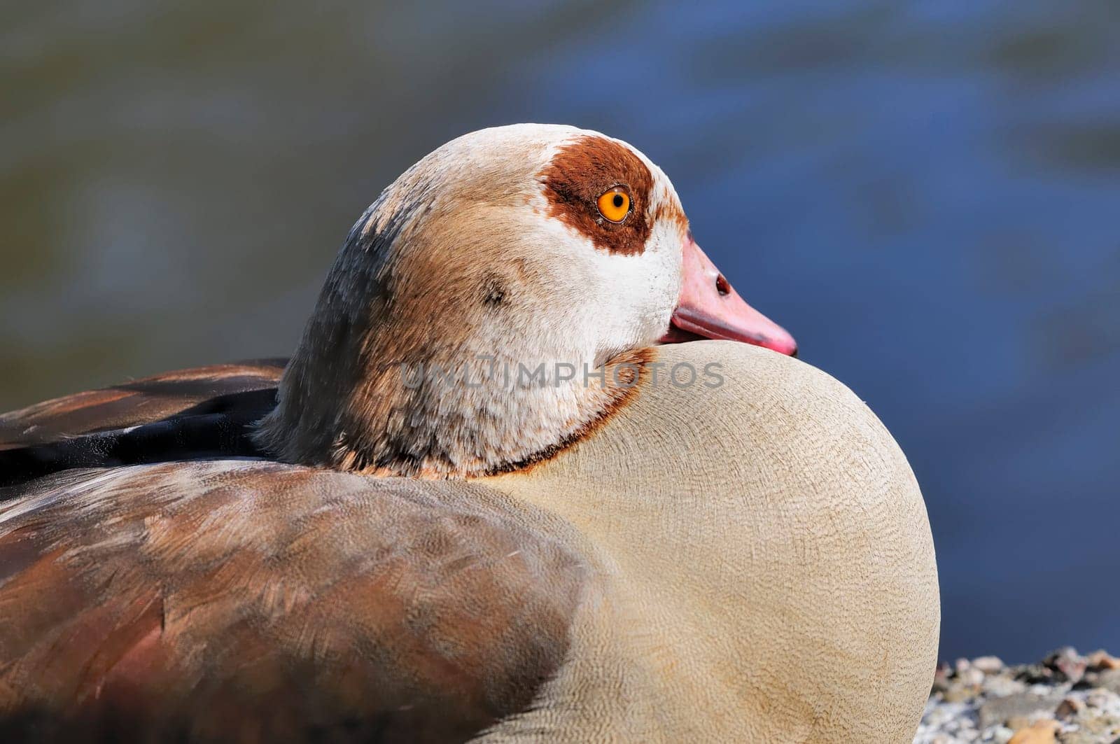 Egyptian goose