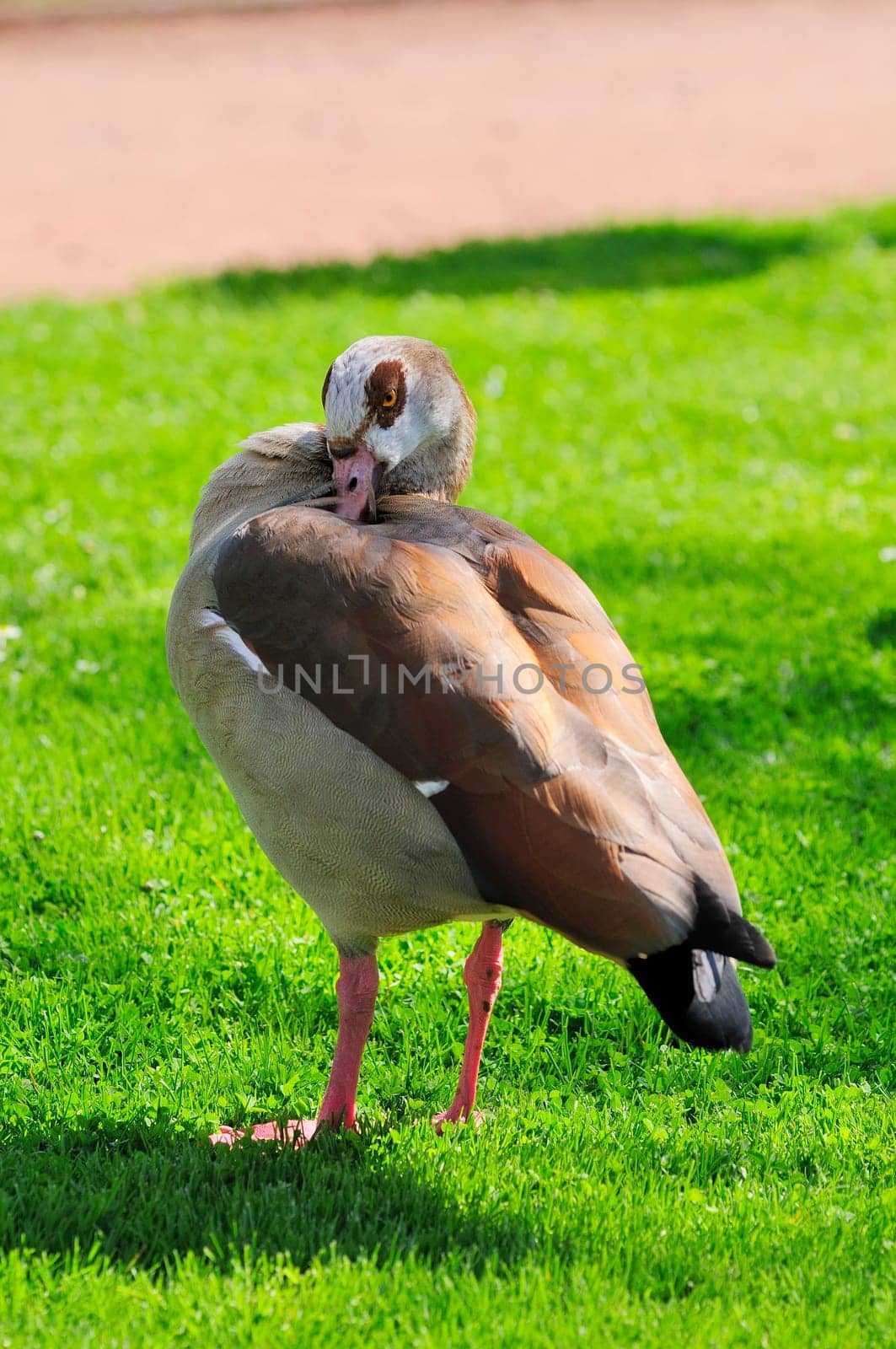 Egyptian goose