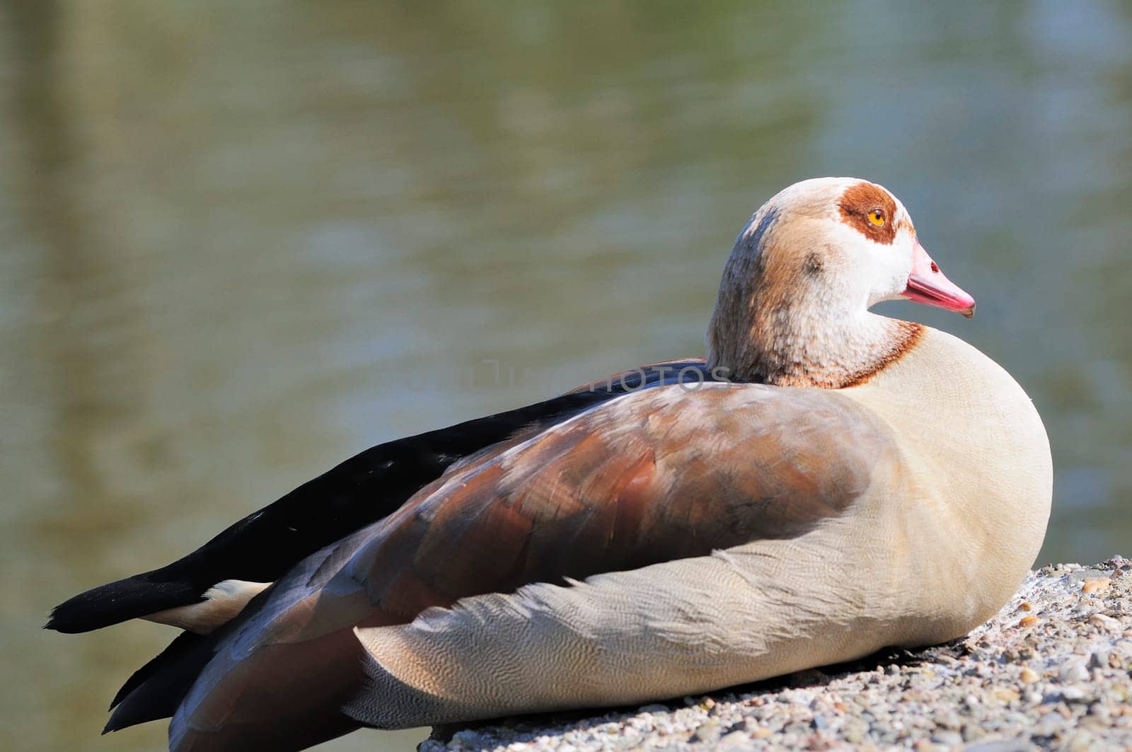 Egyptian goose