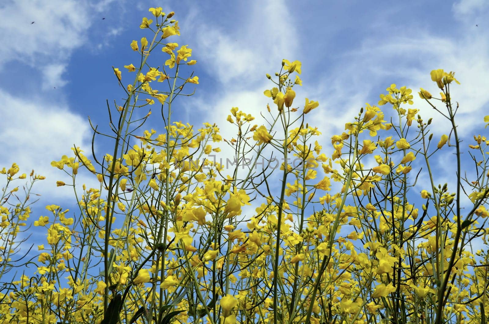 Rapeseed flowers