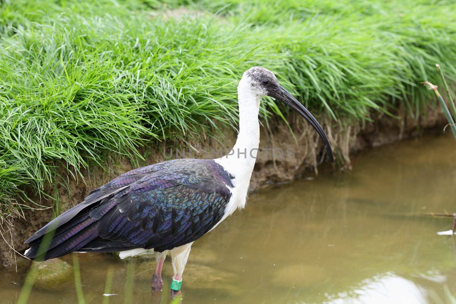 Details of a straw necked ibis in captivity.