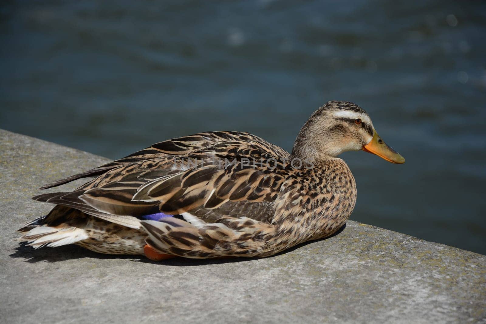 Wild duck