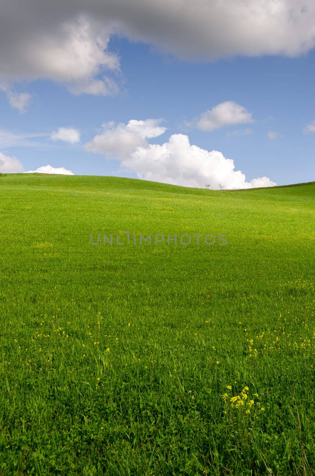 meadows in the hills of Tuscany