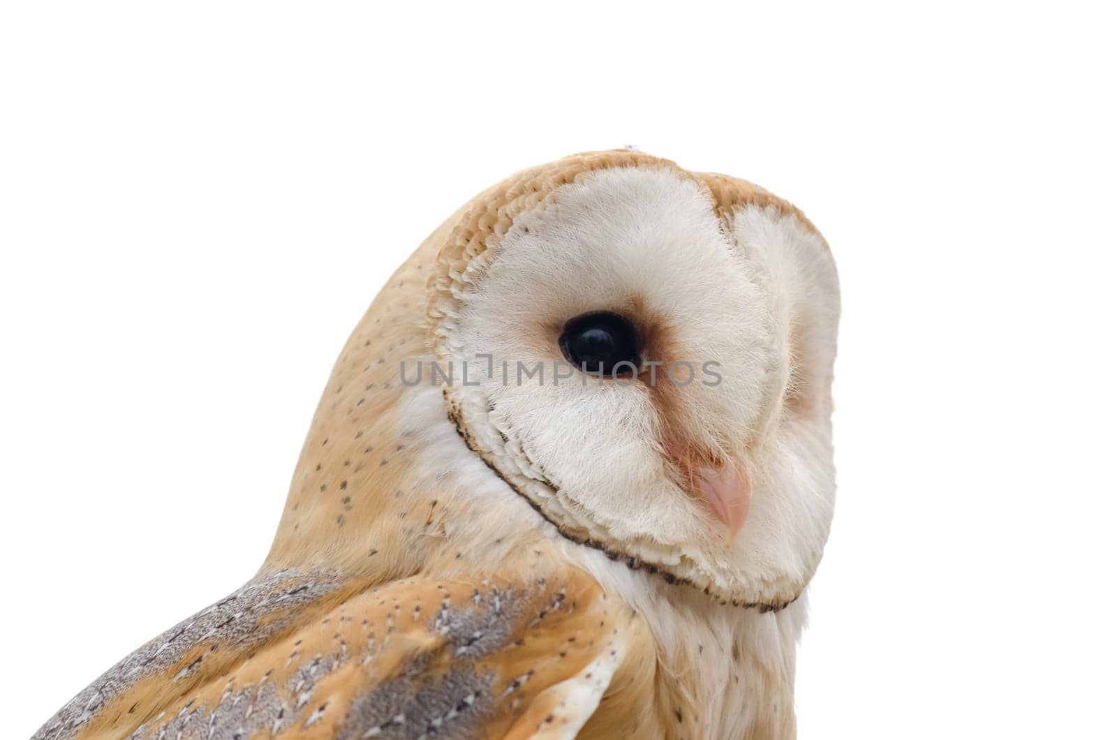 closeup of an barn owl with white background