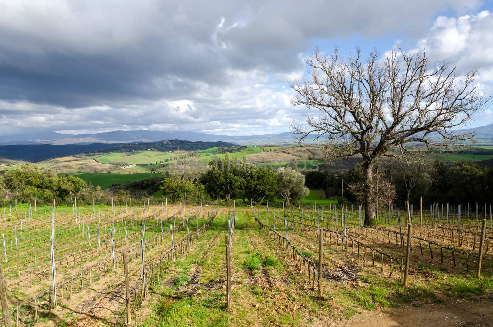 rows of a vineyard in the hills of Tuscany