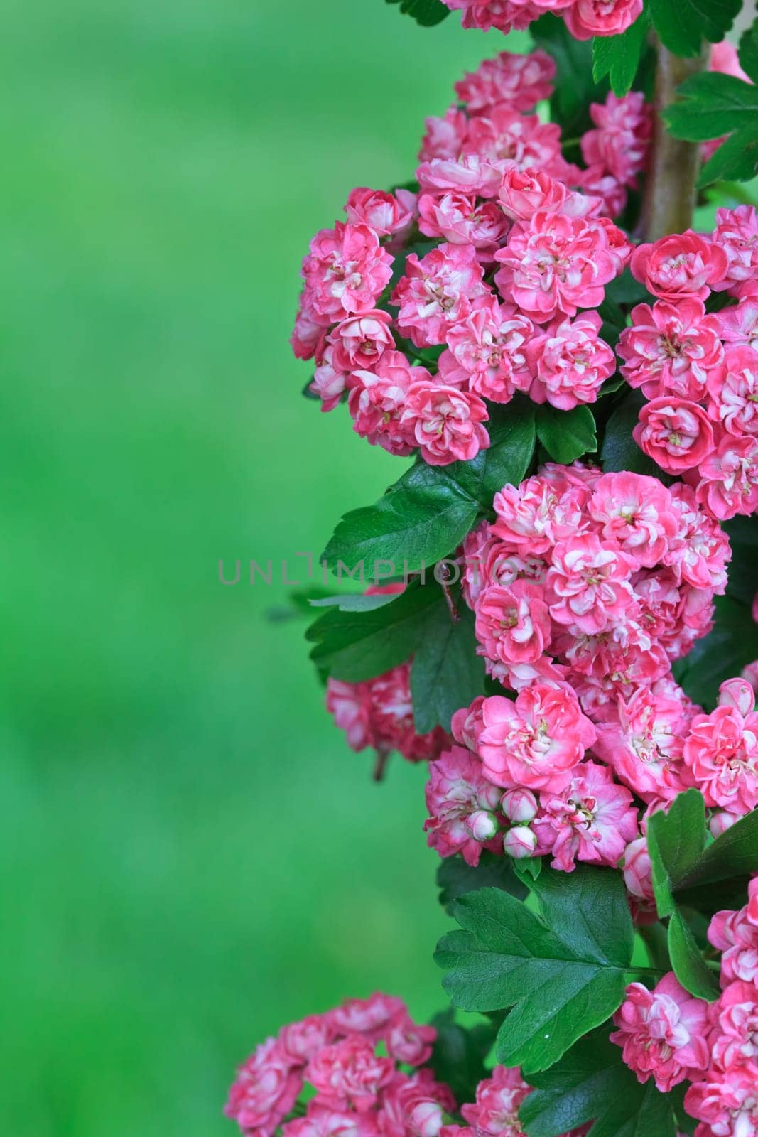 tree flowers
