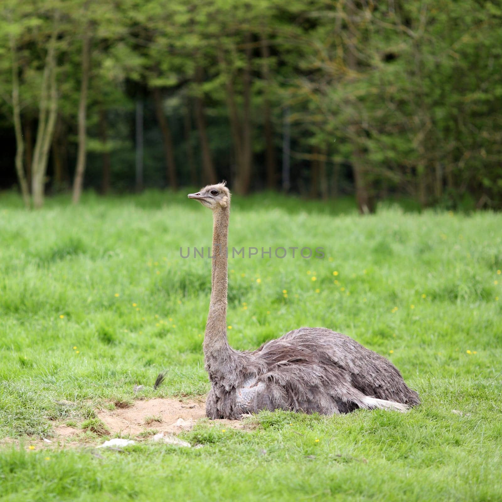 Details of an ostrich in captivity in grassland.
