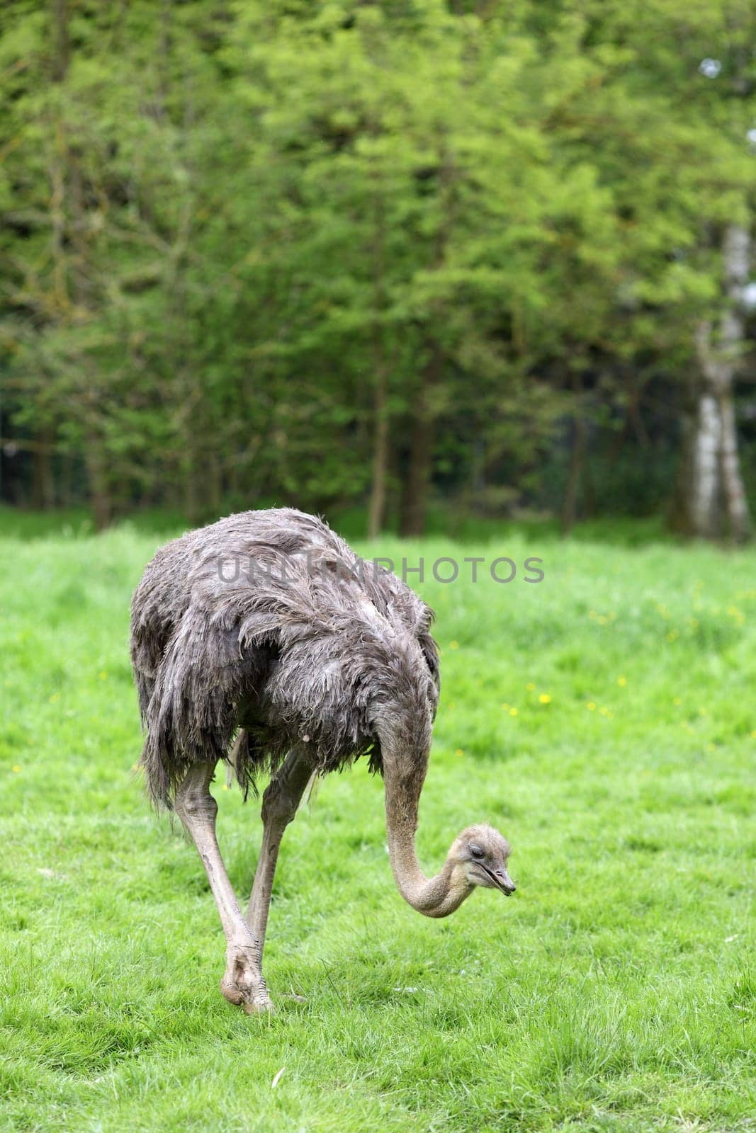 Details of an ostrich in captivity in grassland.