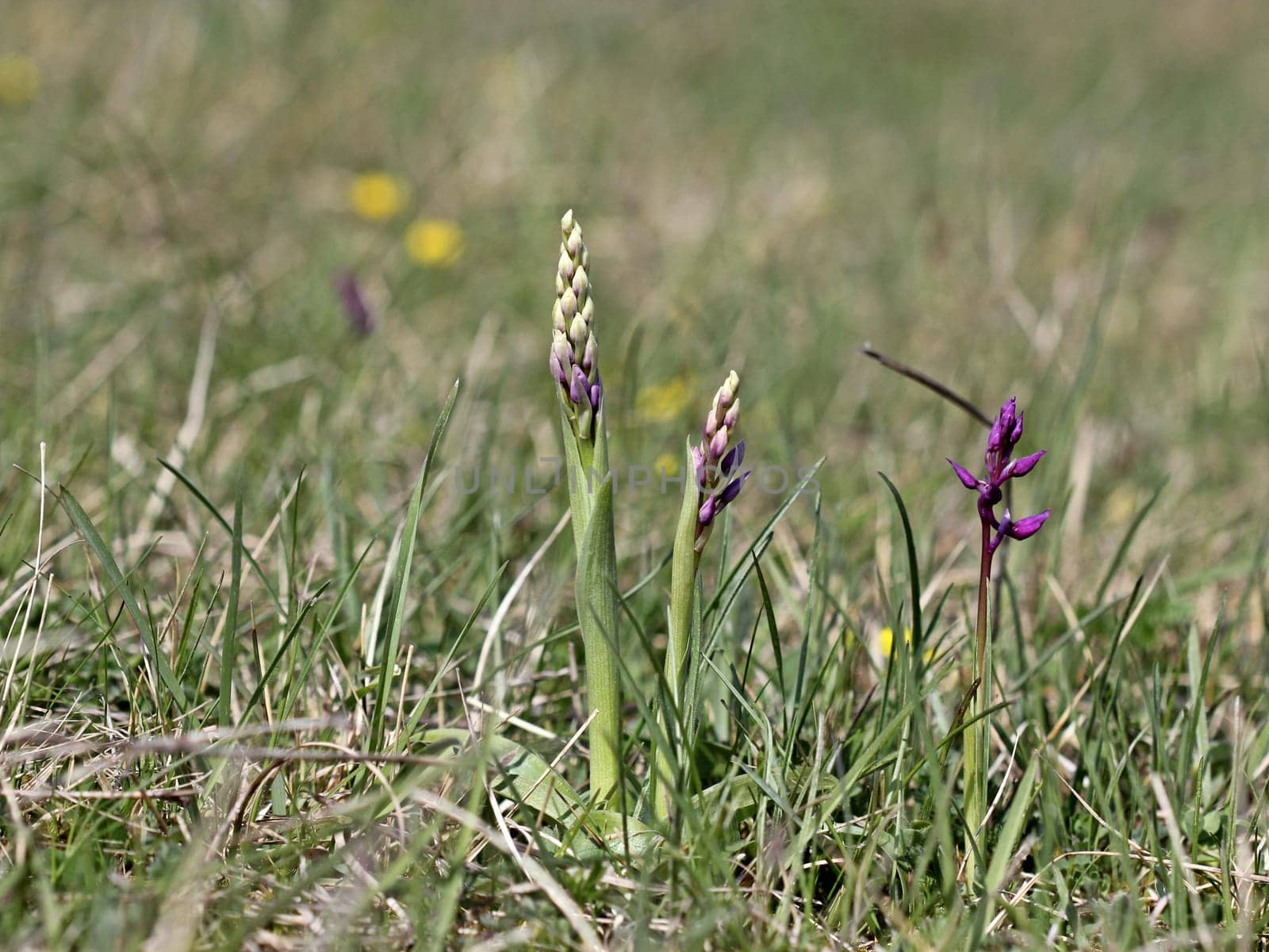 Male orchid (Orchis mascula)