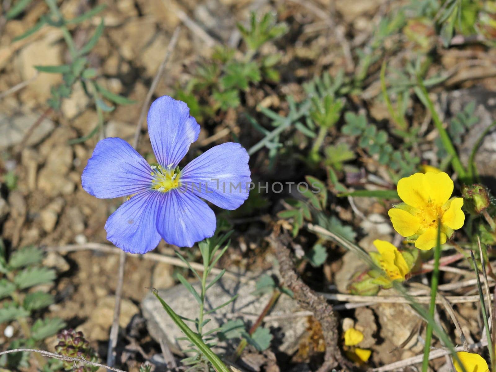 Lorraine flax (Linum leonii)