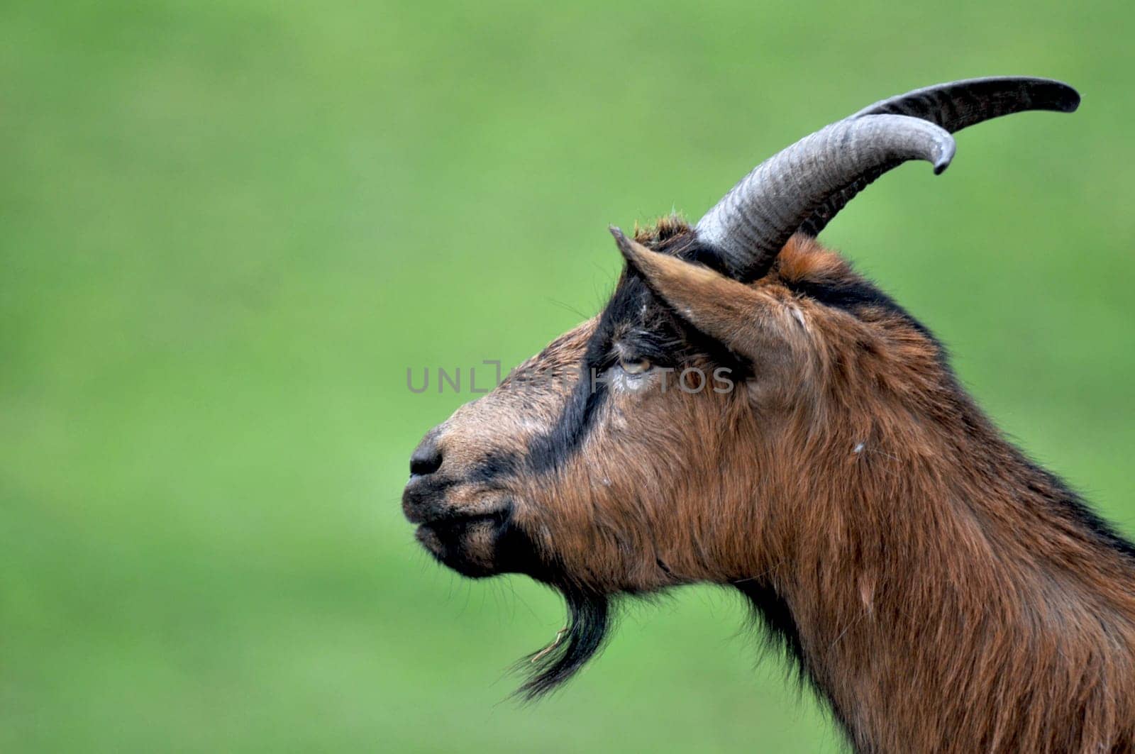 Goat's head