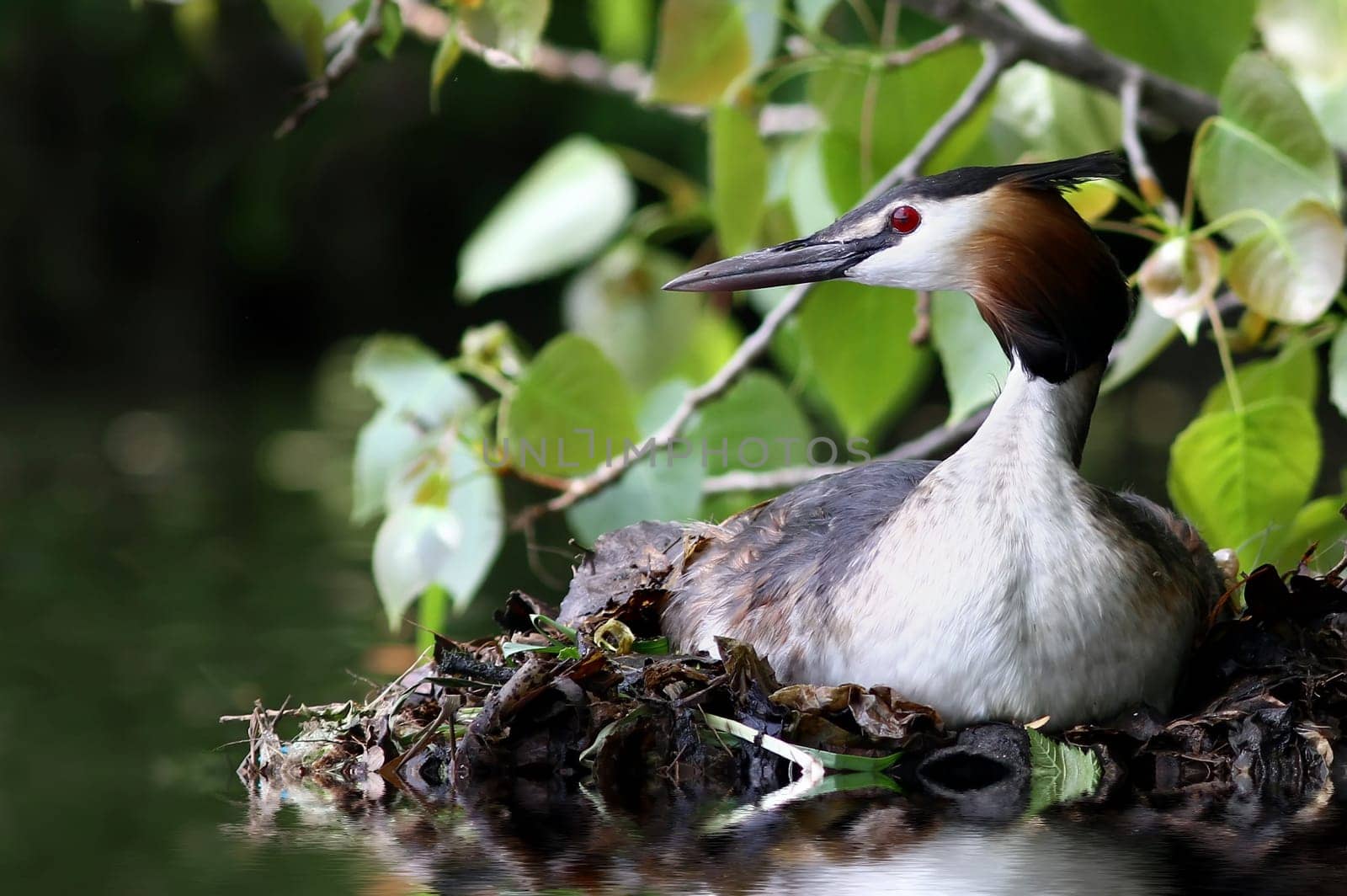 Podiceps cristatus - The Great Crested Grebe