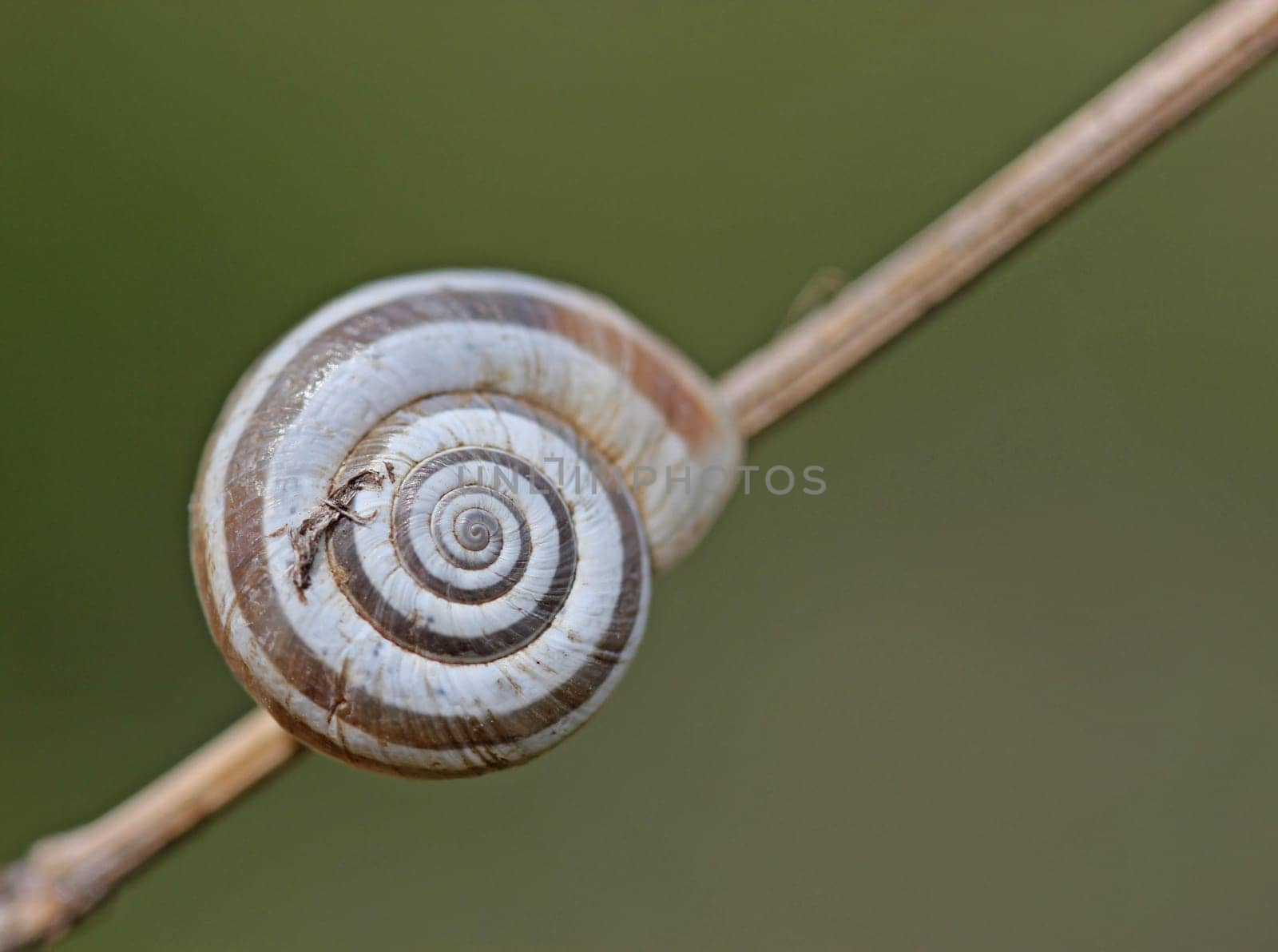 Western heath snail on the Dörnberg