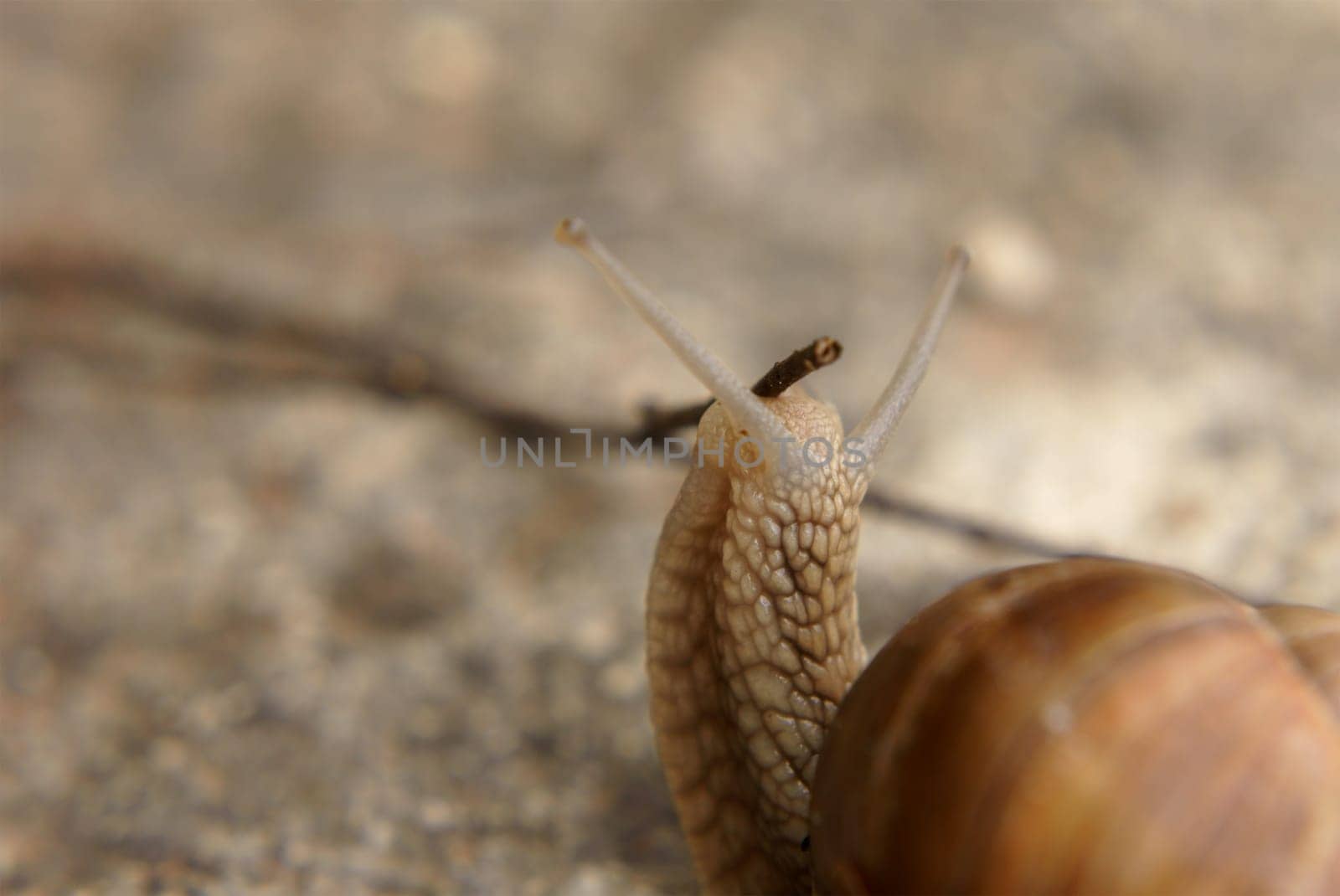The close-up of a vineyard snail feeling a branch.
