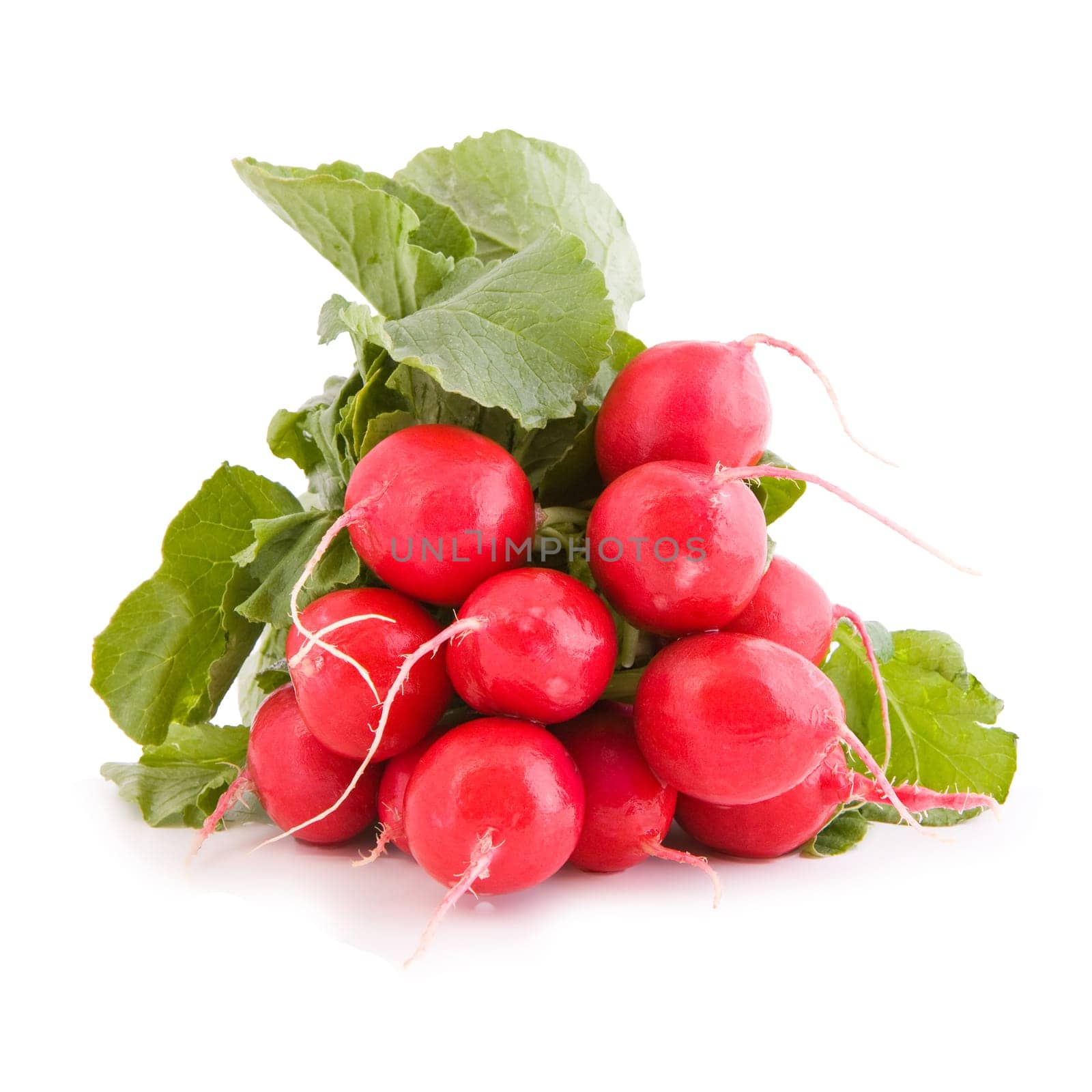 Bunch of red radish, vegetable isolated on white