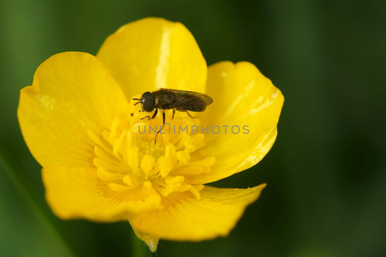 Eine Schwebfliege sitzt auf der Blüte des Scharbockkrautes.