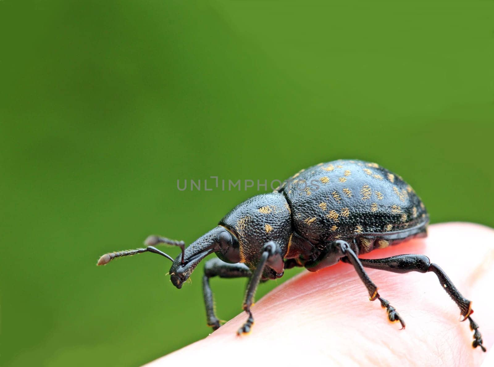 German Weevil (Liparus germanus)
