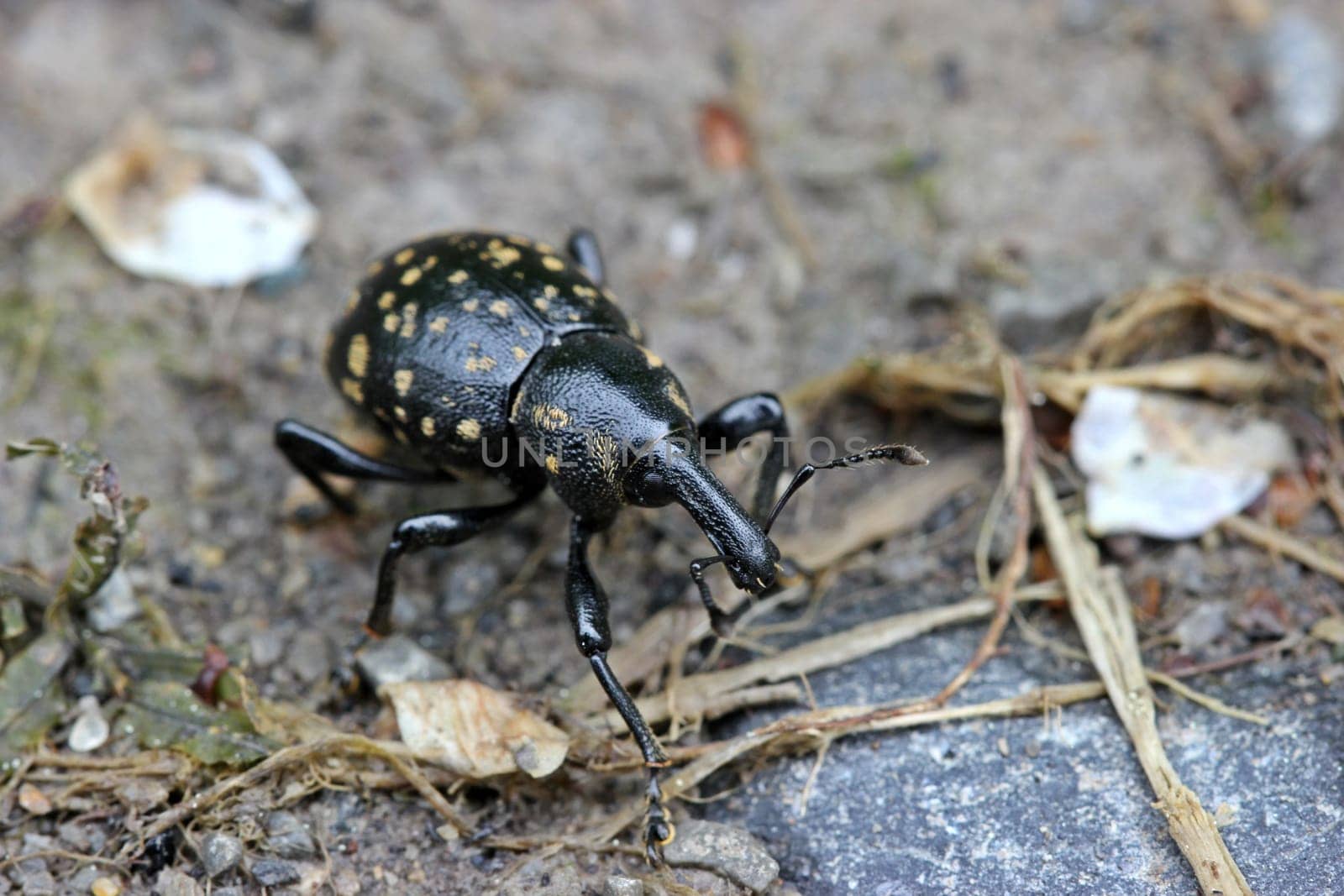 German Weevil (Liparus germanus)