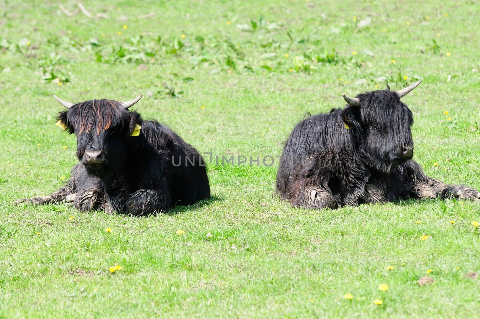 Scottish Highland cattle