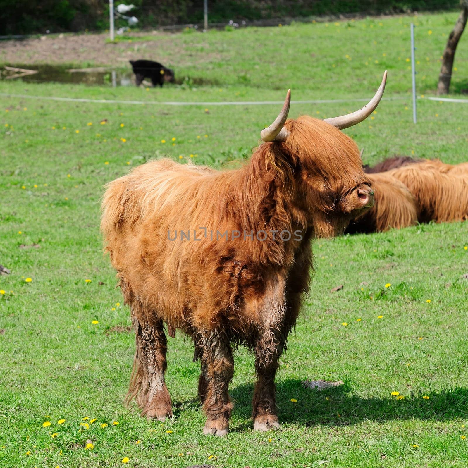 Scottish highland cattle