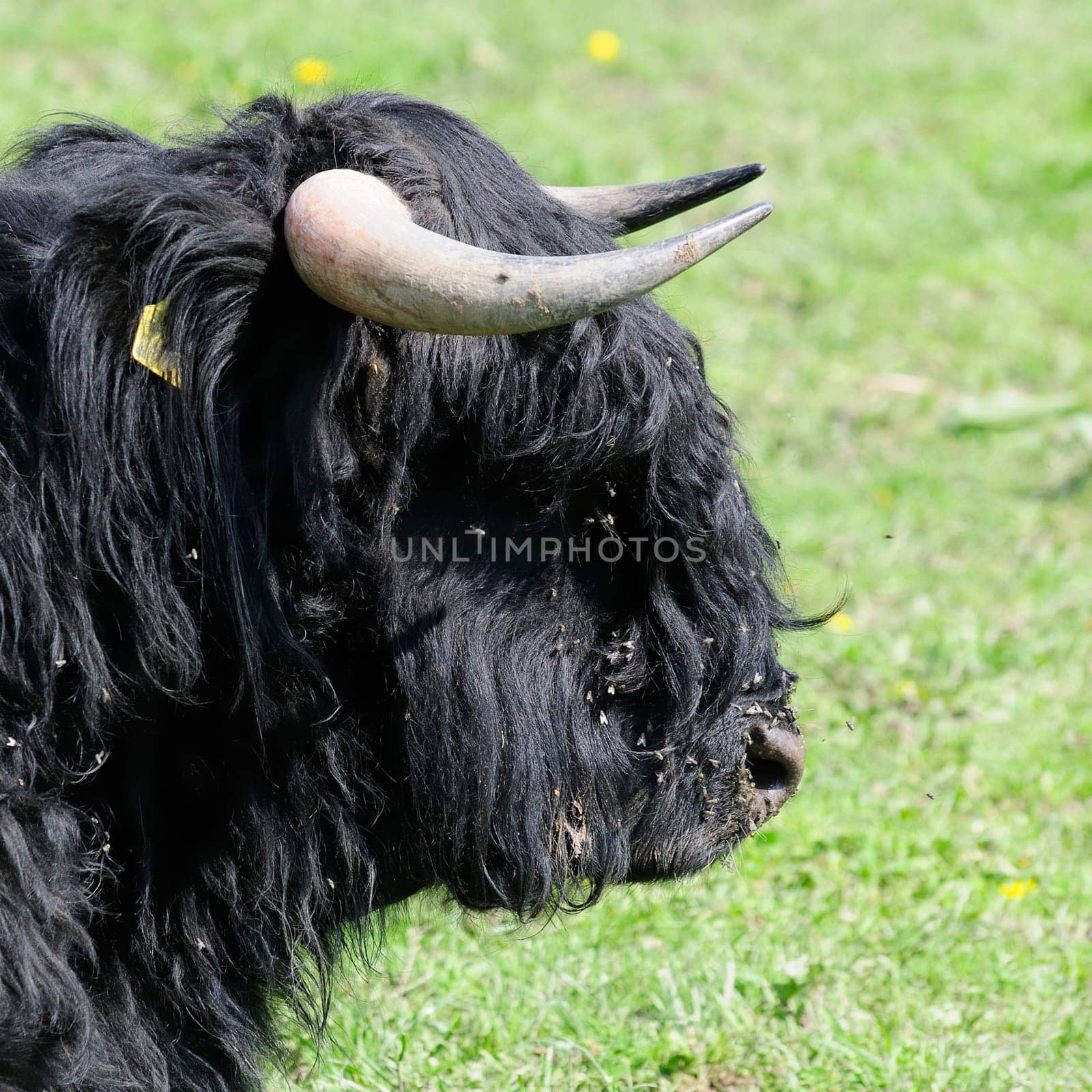 Scottish Highland cattle