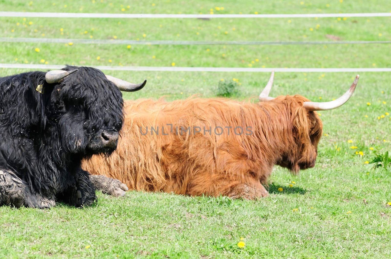 Scottish Highland cattle