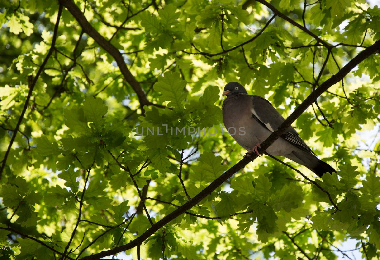 dove