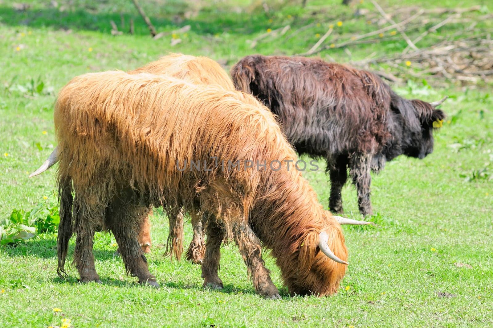 Scottish Highland cattle