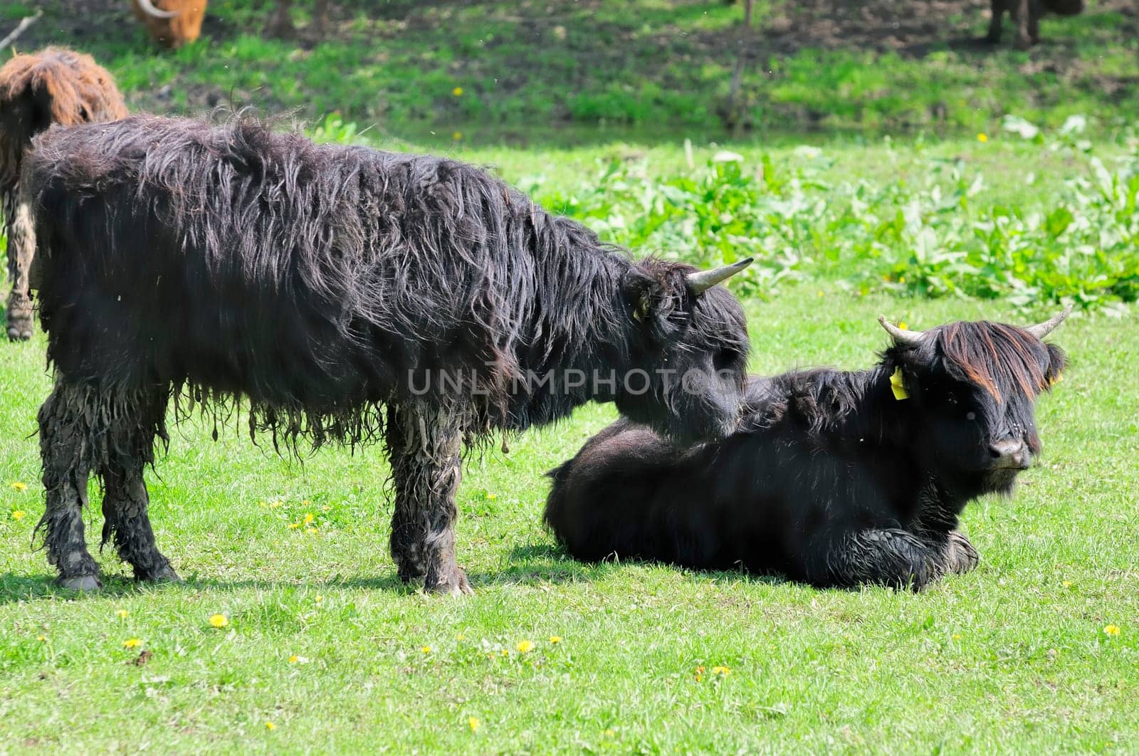 Scottish Highland cattle