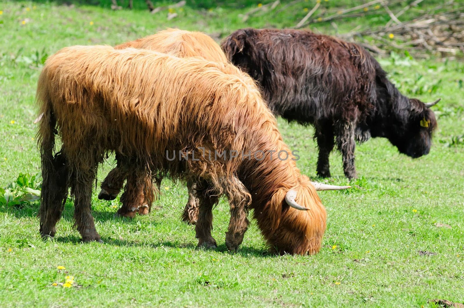 Scottish Highland cattle