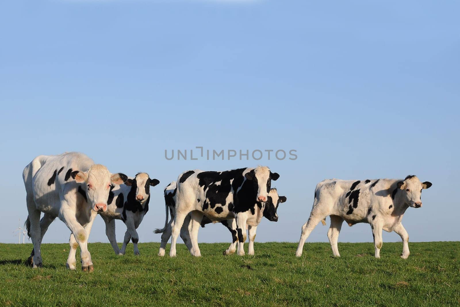 Cows