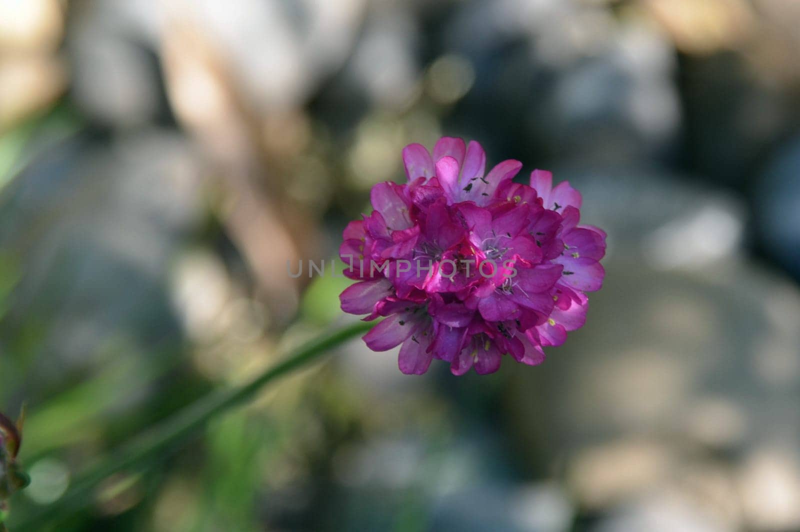 Alpine grass carnation (Almeria alpina)