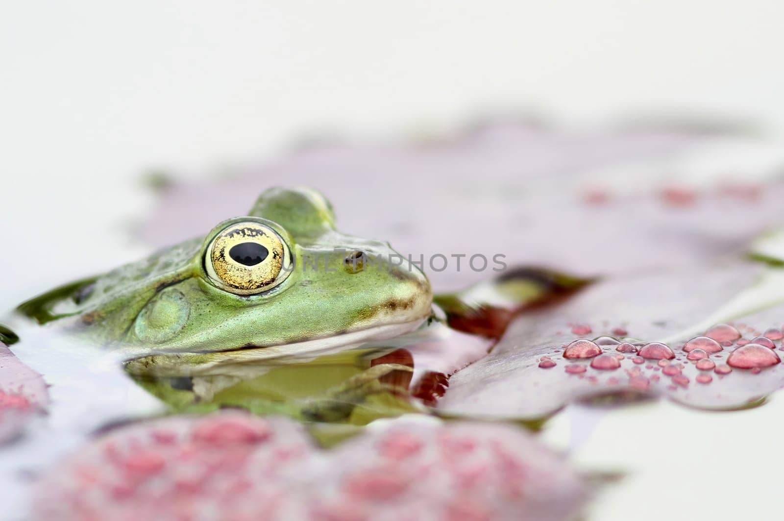 Pelophylax kl. esculentus - The Pond Frog