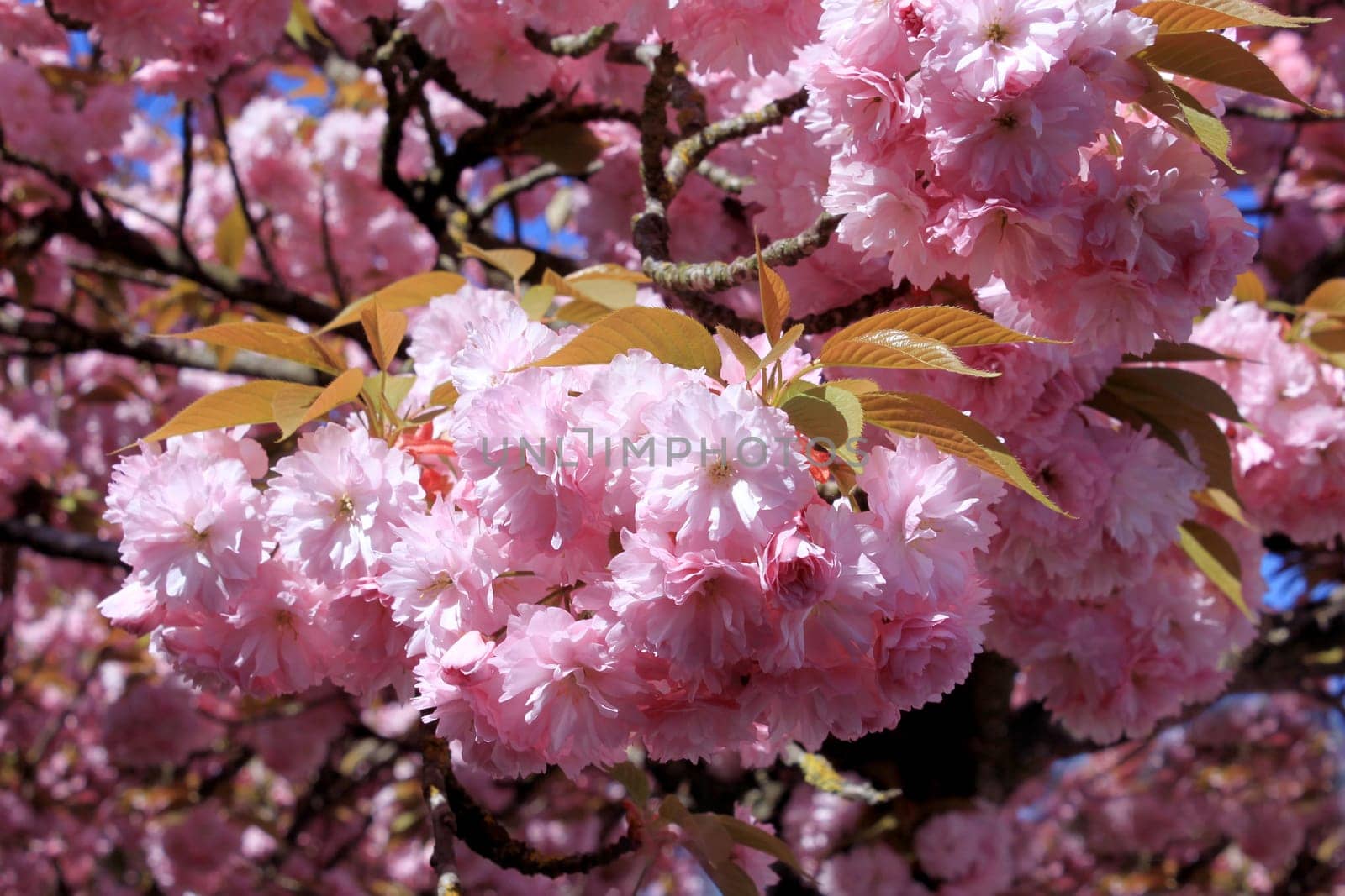 a tree in spring with flowering pink flowers and the appearance of the pistil on a background of blue sky