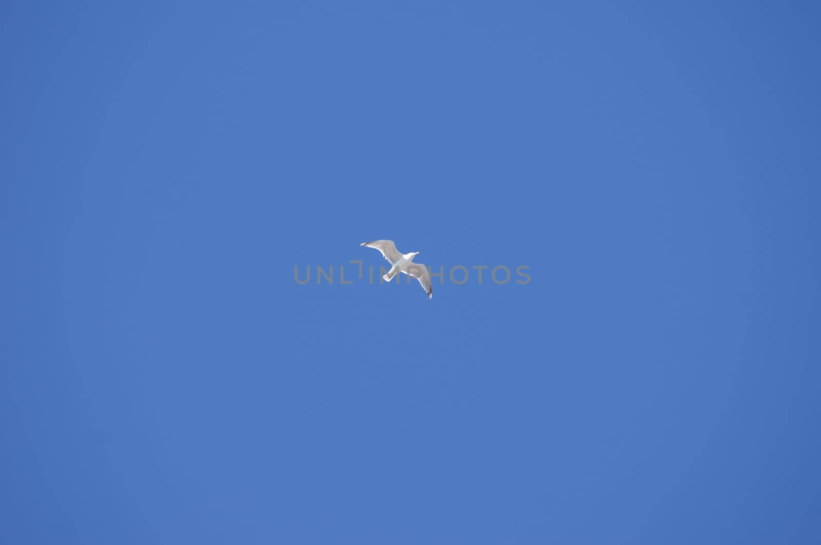 Die Fotografie von fliegenden Möwen am Himmel.