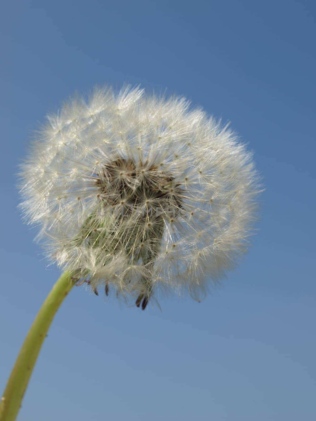 Dandelion